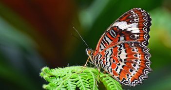 Biodiversité : les entreprises ont un rôle clé à jouer